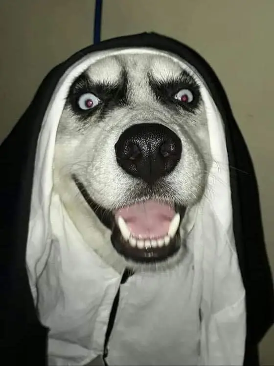 Free Porn Online Club Logo